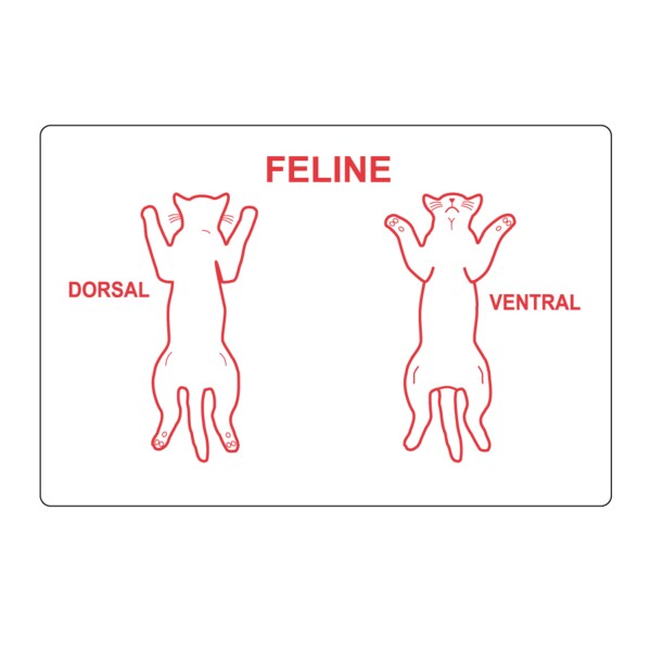 Feline Dorsal Ventral Label 2" x 3" White w/Red